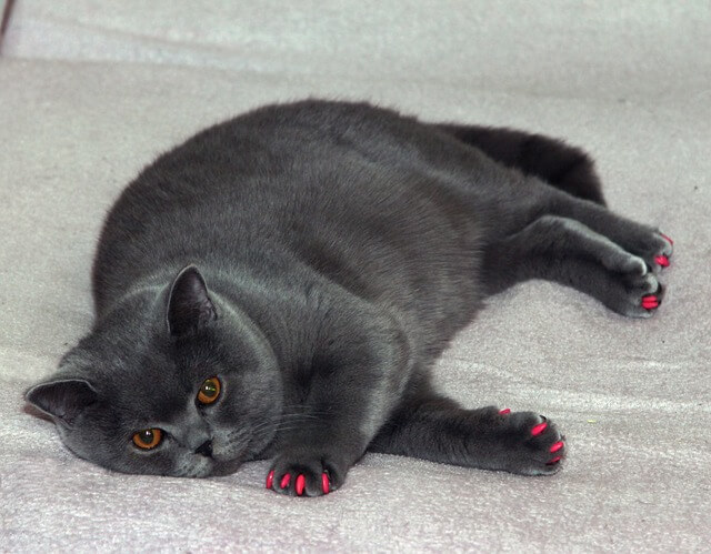 寝転んでる、太った猫